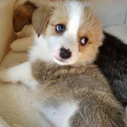 Pembroke Welsh Corgi Puppies from Wildflowercorgis