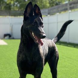 Belgian Malinois and Dutch Shepherds from Regan Wright