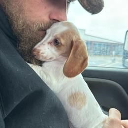 Dachshund Puppies from Jennifer Chadwell