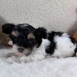 Liberty - Black tan and white male Biewer Terrier puppy in Stockbridge, Georgia from Jenn’s Georgia Morkies and Biewer Terriers