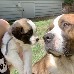 Saint Bernard Puppies from Sara’s Saint Bernards