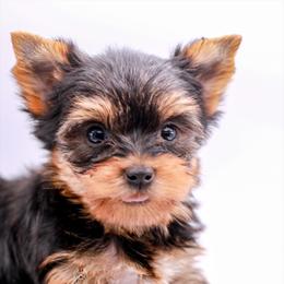 Yorkshire Terrier Puppies from Essence of Grace Yorkies
