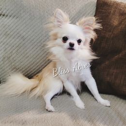 Falcor - Chihuahua