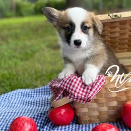 TC - Sable male Pembroke Welsh Corgi puppy in Nashville, Arkansas from Whisenhunt Farms