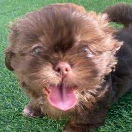 Peanut - Chocolate male Shih Tzu puppy in Riverside, California from AKC Shih Tzu of California