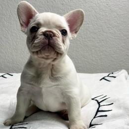 Sir Benedict - White male French Bulldog puppy in Conroe, Texas from Haynes French Bulldogs