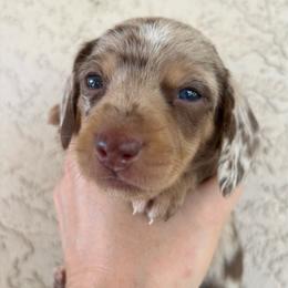 Dapple girl blue eye 3000.00 - Chocolate and tan female Dachshund puppy in De Soto County, Florida from Countridox Dachshunds
