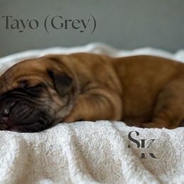 Tayo (Grey) - Fawn male Boerboel puppy in Delta, Colorado from SATA Kennels