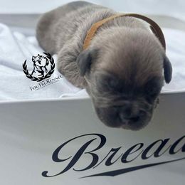Brown collar - Gray and fawn male Cane Corso puppy in Laplace, Louisiana from Tou Tru kennel