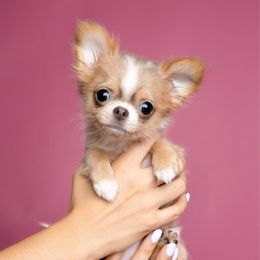 Bella - Gold and white female Chihuahua puppy in Plantation, Florida from Petits Chihuahuas