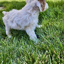 Cavapoo Puppies from Ellas.Pups