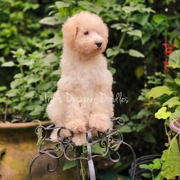 Saffron - Cream male Aussiedoodle puppy in Centreville, Mississippi from Trin's Designer Doodles