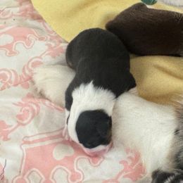 Girl 4 - Black tri Miniature American Shepherd puppy in Easley, South Carolina from Tanya Strickland