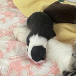 Girl 4 - Black tri Miniature American Shepherd puppy in Easley, South Carolina from Tanya Strickland