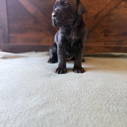 Cane Corso Puppies from Cowan Farms