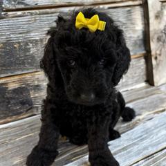 Daisy - Black female Double Doodle puppy in Big Stone Gap, Virginia from Southern Sunshine Doodles