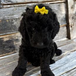 Daisy - Black female Double Doodle puppy in Big Stone Gap, Virginia from Southern Sunshine Doodles