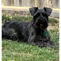 Zoe - Miniature Schnauzer