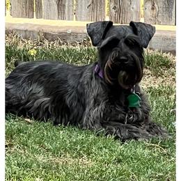 Zoe - Miniature Schnauzer