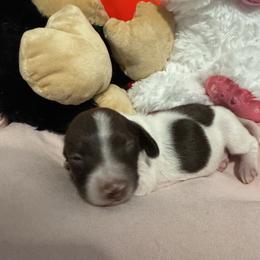 Girl 1 - Piebald female Dachshund puppy in Casselberry, Florida from Amore Mini Dachshund Breeders & More