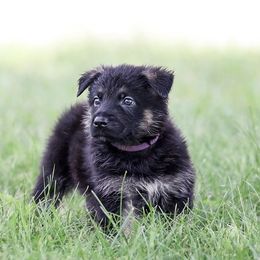 German Shepherd Puppies from Von Gonta Haus German Shepherds