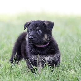German Shepherd Puppies from Von Gonta Haus German Shepherds