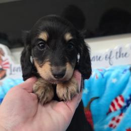 Lilly - Black and cream female Dachshund puppy in West Plains, Missouri from Spring Creek Dachshunds