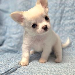 Long Coat Cream Boy - Cream and white male Chihuahua puppy in Cape Coral, Florida from Inspired Chihuahuas