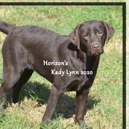 KADY LYNN - Labrador Retriever