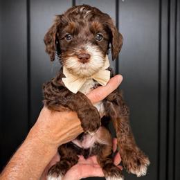 Fennec - Phantom male Goldendoodle puppy in Van Alstyne, Texas from Forest Haven Doodle Co.