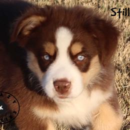 Stillwell - Red tri male Miniature Australian Shepherd puppy in Garden Plain, Kansas from Krazy K Aussies