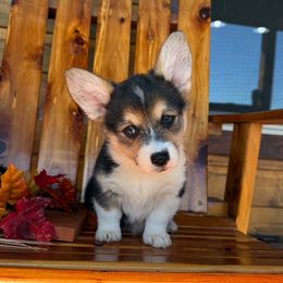 Britt - Black and tan female Pembroke Welsh Corgi puppy in El Dorado Springs, Missouri from Trixie Dixie