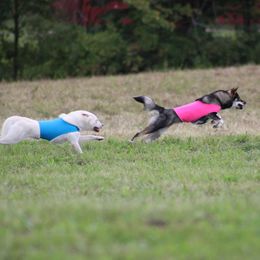 Kishu Ken All Grown Up from Ourou Sou