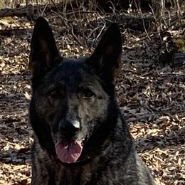Ivy - German Shepherd