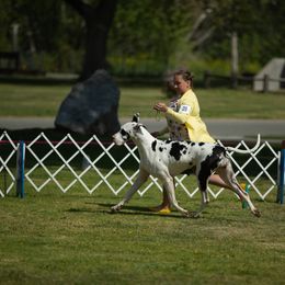Great Dane All Grown Up from GEM Danes