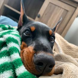 Doberman Pinscher Puppies from Imperium Dobermann Kennel