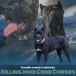 Guenhwyvar AKA Guen (G-eh-n) - Black female Cane Corso puppy in Stilwell, Oklahoma from Killing Joke Kennels