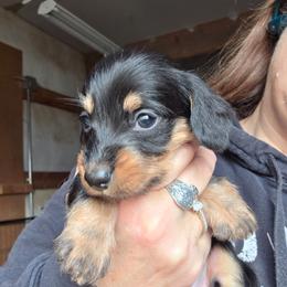 Pepper's black and tan wire boy - Black and tan male Dachshund puppy in Caldwell, Idaho from Dozendachs