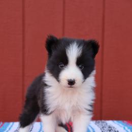 AKC Grand Champion Sired (Timmy) - Black male Border Collie puppy in Noble, Oklahoma from CheckItOut Border Collies