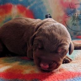 Black Collar Male - Sapphire X Sage Litter - Red and rust male Doberman Pinscher puppy in Spencer, Indiana from Jackson's Dobermans