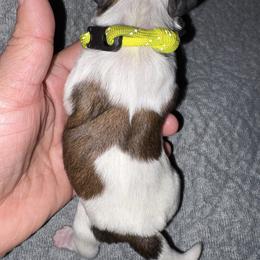 Yellow - Gold and white female Shih Tzu puppy in Eunice, Louisiana from 4J's Cajun Kennels