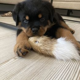Rottweiler Puppies from Von Der Hing Rottweilers