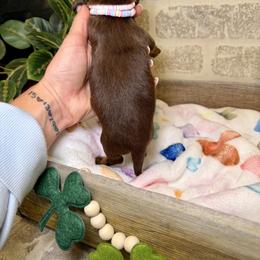 Jenny - Chocolate and tan female Dachshund puppy in Middleton, Idaho from Doodle Doxie