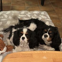 Cavalier King Charles Spaniels from Paradise Cavaliers