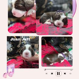 Joan JettGirl 6 - Liver white and tan female English Springer Spaniel puppy in Saginaw, Michigan from Kemerer Springers