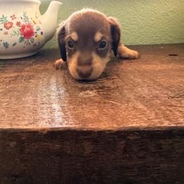 Basil - Chocolate and cream male Dachshund puppy in Missoula, Montana from The Dainty Dachshund