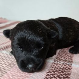 Puppy 4 - Brindle female Scottish Terrier puppy in San Tan Valley, Arizona from For the love of Scotties