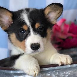 Pembroke Welsh Corgis from Sundance Acres Farm