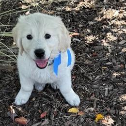 Kodi - Light golden male Golden Retriever puppy in Tollhouse, California from Sierra View English Creams