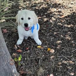 Kodi - Light golden male Golden Retriever puppy in Tollhouse, California from Sierra View English Creams